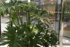AUDE Plantes coworking location plantes philodendron selloum terracotta