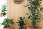 AUDE Plantes coworking location plantes philodendron terracotta