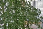 plante dépolluante Aralia ming