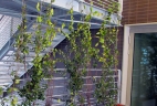 terrasse plantes grimpantes - Lonicera - Trachelospermum