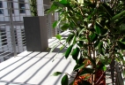 terrasse plantes jardinières - Photinia