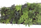 Aude Plantes mur vegetal pour bureaux