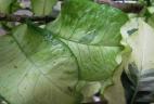 location plantes vertes Croton tamara