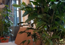 Glossaire des plantes d'intérieur pour bureau Glossaire des plantes d'intérieur pour bureau