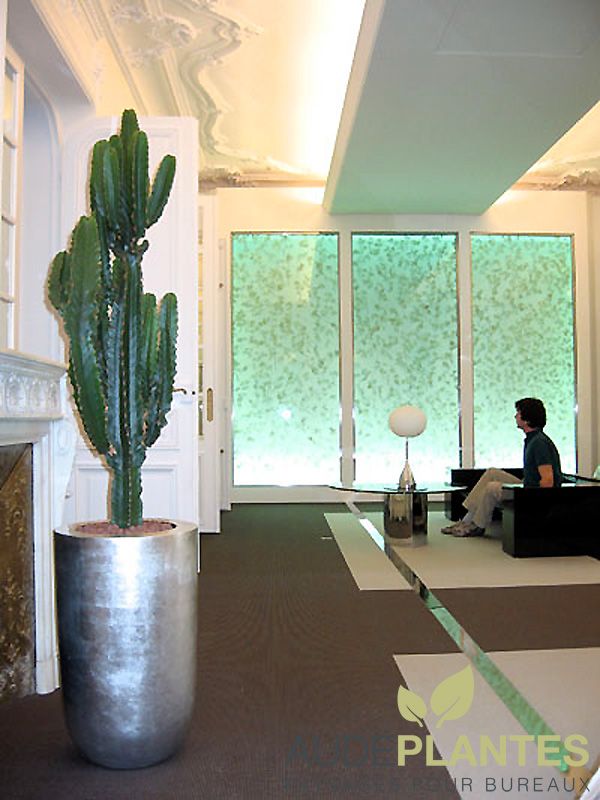 Cactus (Cactaceae), plante de bureau