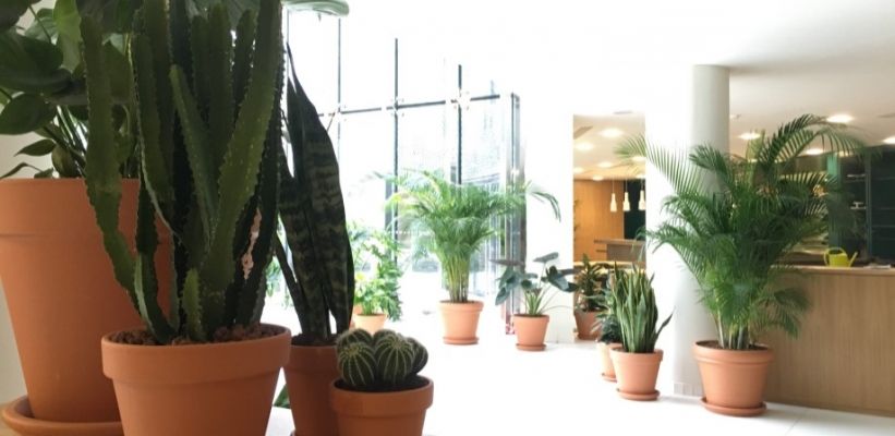 Plantes en pots de terre cuite dans un coworking à La Défense