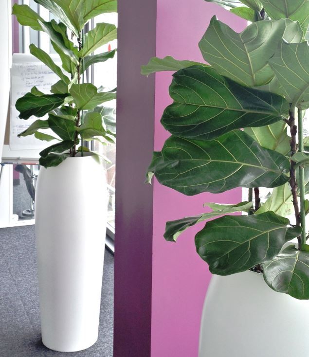 Ficus lyrata, Pots blancs