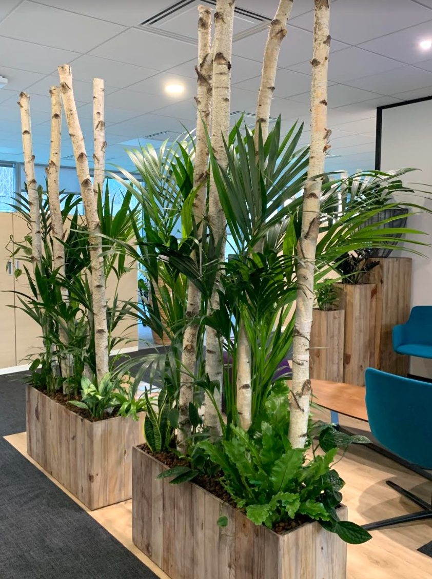Jardinières en bois plantées de troncs de bouleaux et de palmiers dans un open space
