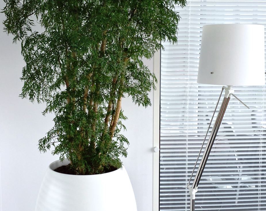 Aralia (Fatsia japonica), plante de bureau