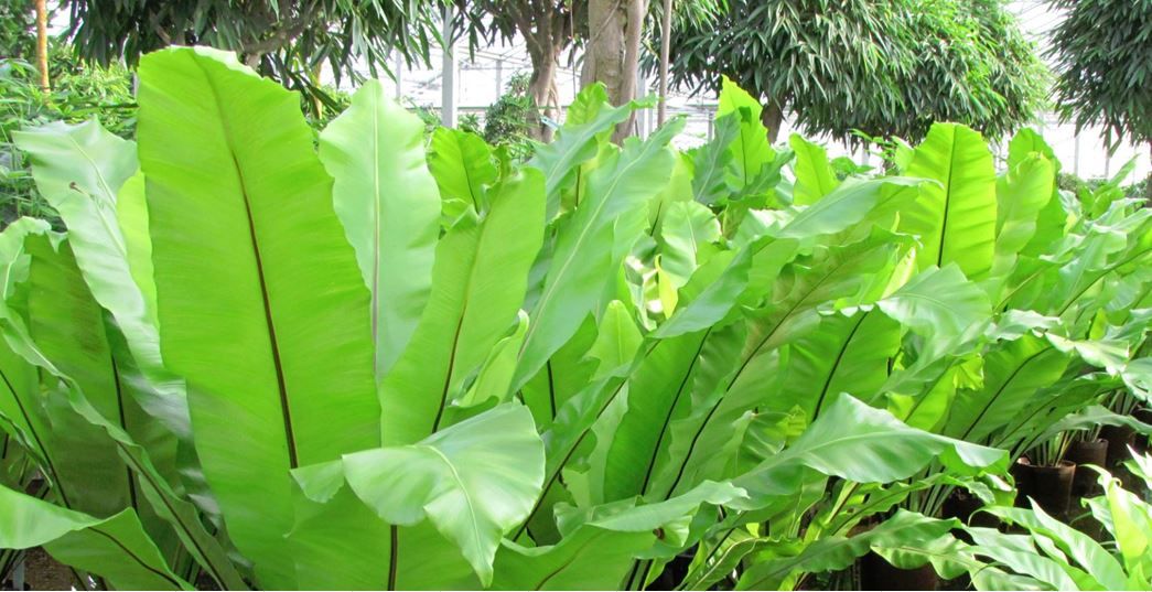 Asplenium (Asplenium nidus), plante de bureau