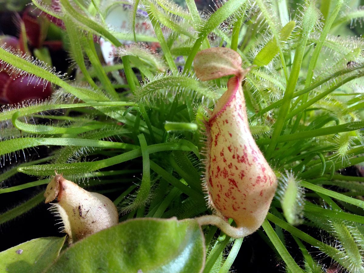 Plantes carnivores (Nepenthes), plante de bureau