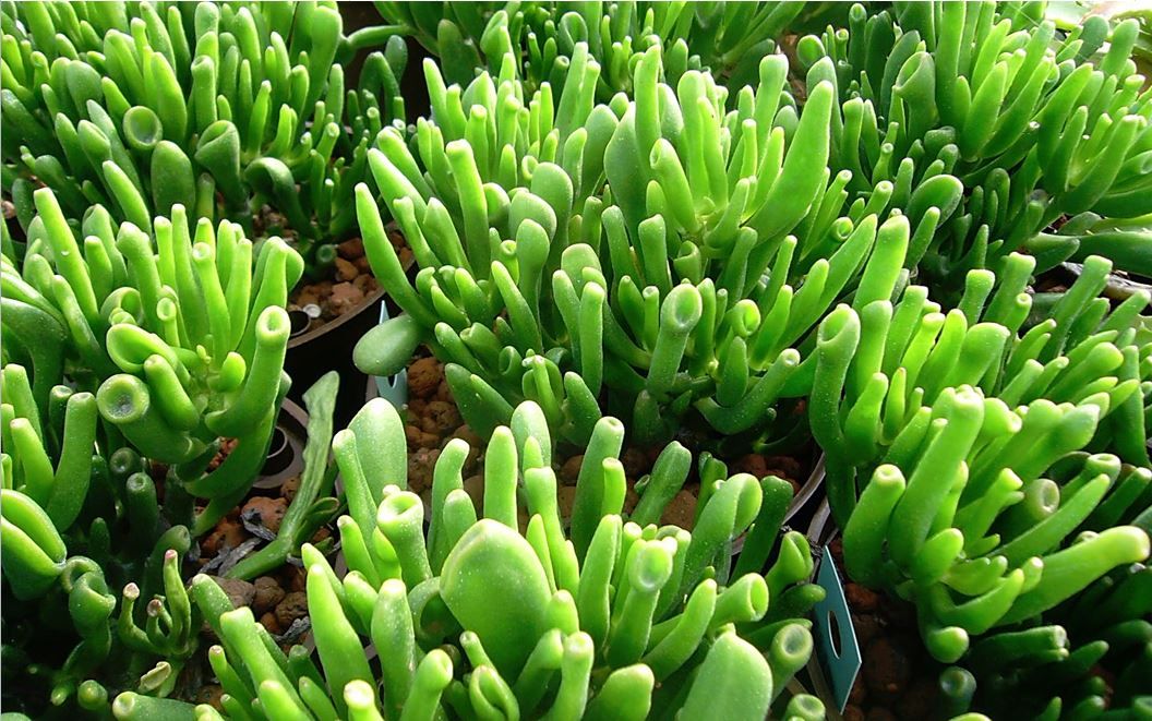 Crassula (Crassula), plante de bureau