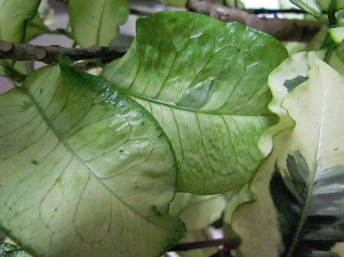 Croton (Codiaeum variegatum), plante de bureau