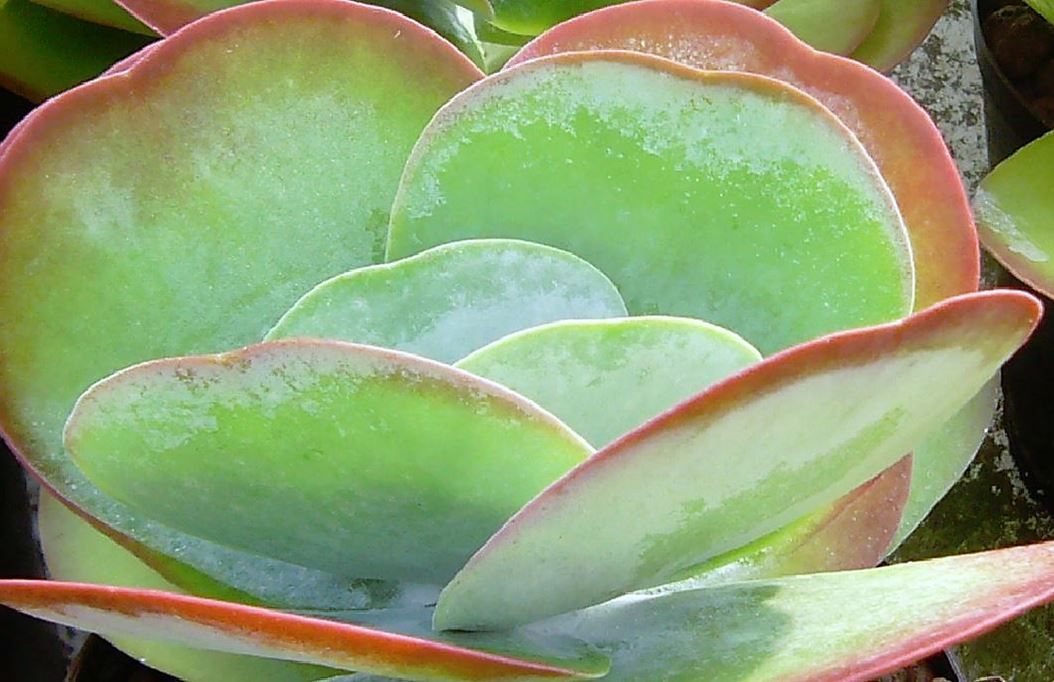 Kalanchoé (Kalanchoe), plante de bureau