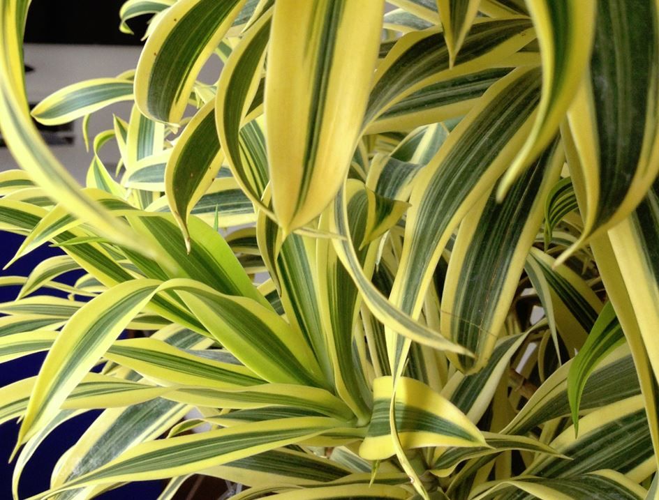 Pléomèle (Dracaena reflexa), plante de bureau