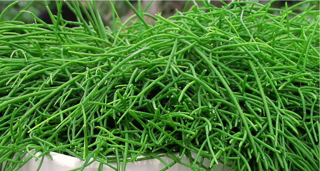 Rhipsalis (Rhipsalis), plante de bureau