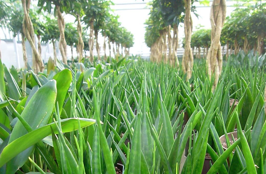 Sansevieria (Dracaena trifasciata), plante de bureau