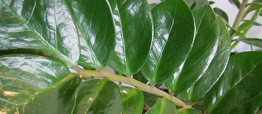 Zamioculcas (Zamioculcas zamiifolia), plante de bureau