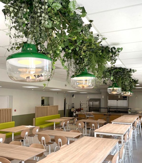 Plantes retombantes suspendues au-dessus des tables d’un restaurant d’entreprise